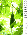 ぶらさがるゴーヤの実 130133000