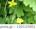 ゴーヤの花と小さい赤ちゃんゴーヤ 130133001