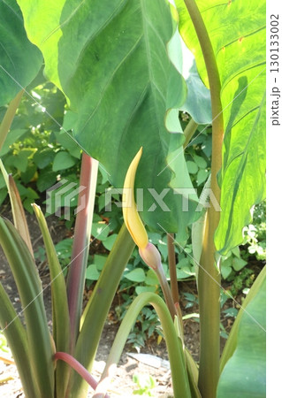 （縦位置）珍しいサトイモの黄色い花 130133002