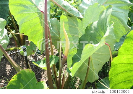 （横位置）珍しいサトイモの黄色い花 130133003