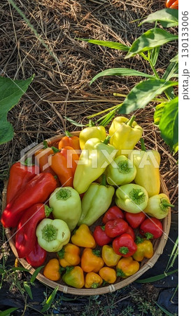 （縦位置）カラーピーマンの収穫 130133006