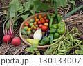家庭菜園の収穫物 130133007