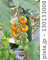 オレンジ色のミニトマト 130133008