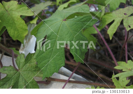 green plants in the wild 130133013