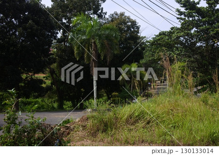 green plants and asphalt roads 130133014