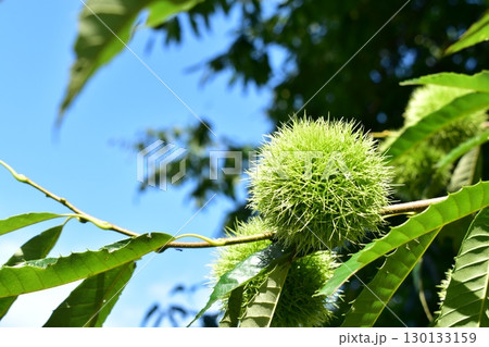 毬栗の付いた栗の木 130133159