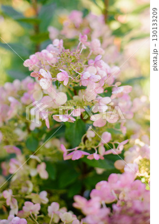 Pink Tinted Hydrangea Wims Red in Bloom Pink Tinted Hydrangea Wims Red in Bloom 130133209