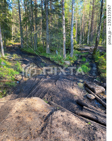Muddy off-road pathway with deep tire tracks and puddles in a dense sunlit forest 130133567