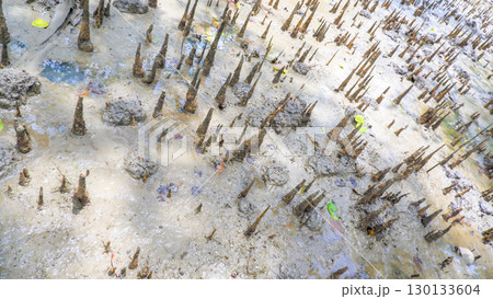 Close-up of Mangrove Pneumatophores in Tidal Mud Close-up of Mangrove Pneumatophores in Tidal Mud 130133604
