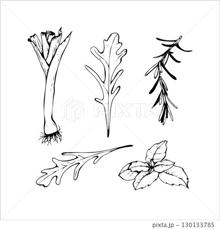 Herbs and Greens Hand Drawn Sketch Set Herbs and Greens Hand Drawn Sketch Set 130133785