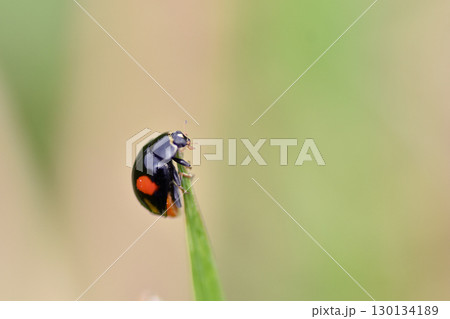 ナミテントウ 130134189