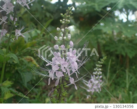 ネコノヒゲの花　 130134356