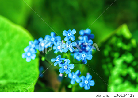 Blue forget-me-not little flowers growing in summer ornamental garden Blue forget-me-not little flowers growing in summer ornamental garden 130134428