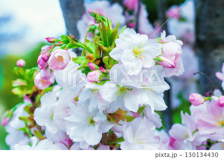 White flowers, pink buds in green leaves of flowering cherry tree close up White flowers, pink buds in green leaves of flowering cherry tree close up 130134430