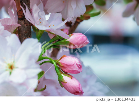 Pink cherry blossoms buds grow on tree close up. Pastel pink tender japanese sakura closed flowers, selective focus Pink cherry blossoms buds grow on tree close up. Pastel pink tender japanese sakura closed flowers, selective focus 130134433