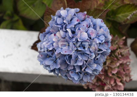 Hydrangea in Armor Coast, Brittany in France, hydrangea macrophylla, hortensius 130134438