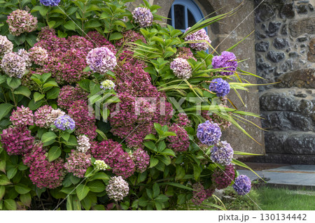 Hydrangea in Armor Coast, Brittany in France, hydrangea macrophylla, hortensius 130134442