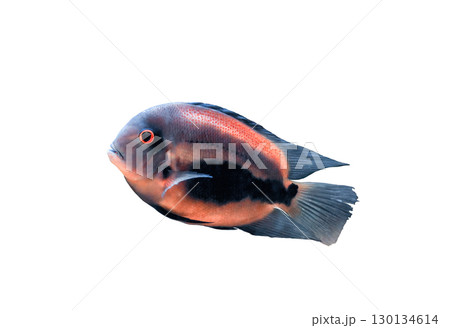 Blue fish Uaru isolated on white background, side view 130134614