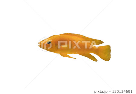 Lemon cichlid fish (Neolamprologus leleupi) isolated on white background, side view 130134691