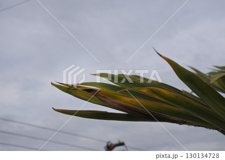 leaves of a tree 130134728