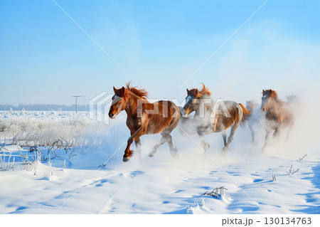雪原を駆け抜ける力強い褐色の馬たち 130134763