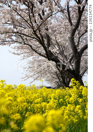 桜と菜の花‗240414100 桜と菜の花‗240414100 130134774