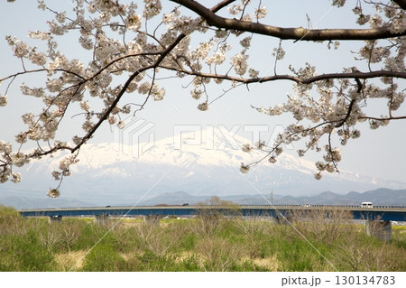 桜と菜の花‗240414109 130134783