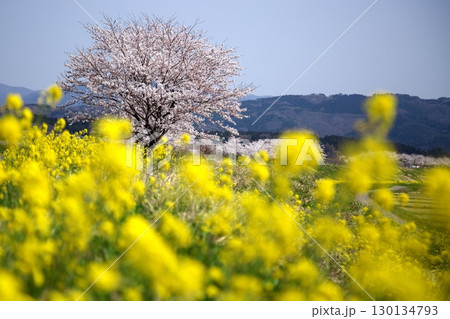 桜と菜の花‗240414119 桜と菜の花‗240414119 130134793