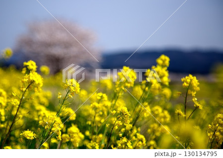 桜と菜の花‗240414121 130134795