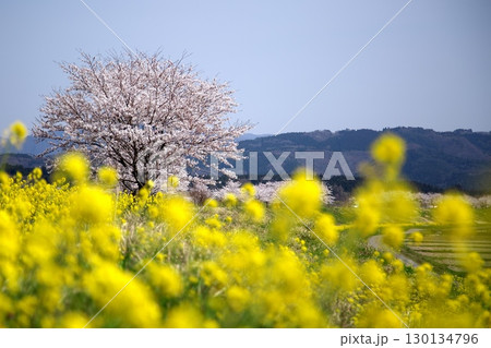 桜と菜の花‗240414122 桜と菜の花‗240414122 130134796