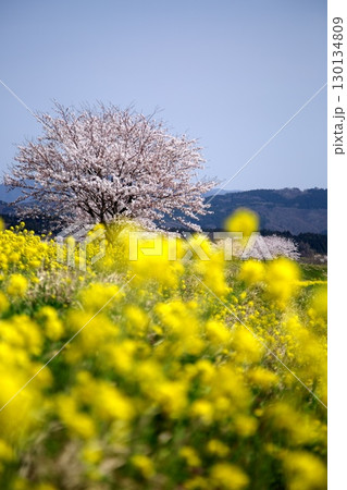桜と菜の花‗240414002 桜と菜の花‗240414002 130134809