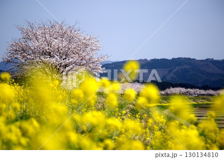 桜と菜の花‗240414003 130134810
