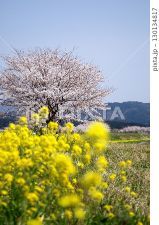 桜と菜の花‗240414010 130134817