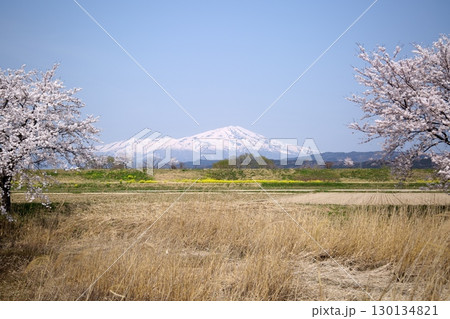 桜と菜の花‗240414014 桜と菜の花‗240414014 130134821