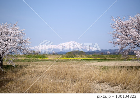 桜と菜の花‗240414015 桜と菜の花‗240414015 130134822