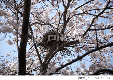 桜と菜の花‗240414018 桜と菜の花‗240414018 130134825