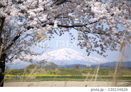桜と菜の花‗240414019 桜と菜の花‗240414019 130134826