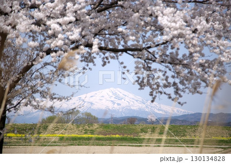 桜と菜の花‗240414021 130134828