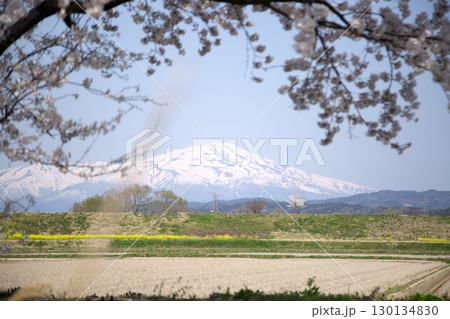 桜と菜の花‗240414022 130134830