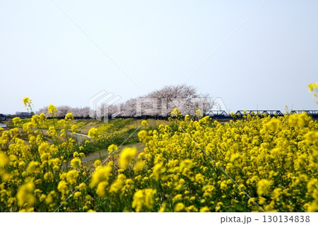 桜と菜の花‗240414030 130134838