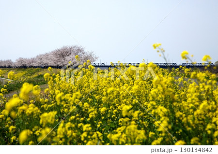 桜と菜の花‗240414034 130134842