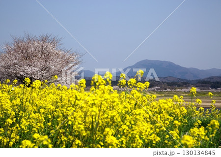 桜と菜の花‗240414037 桜と菜の花‗240414037 130134845