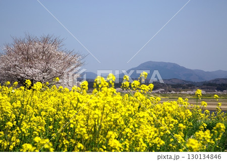 桜と菜の花‗240414038 130134846