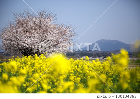 桜と菜の花‗240414057 桜と菜の花‗240414057 130134865