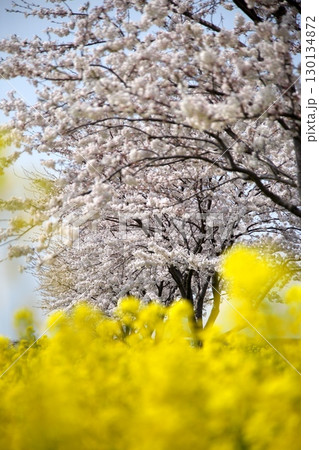 桜と菜の花‗240414064 130134872
