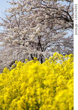 桜と菜の花‗240414083 130134891