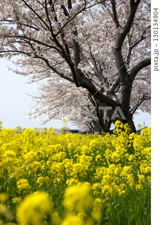 桜と菜の花‗240414096 130134904