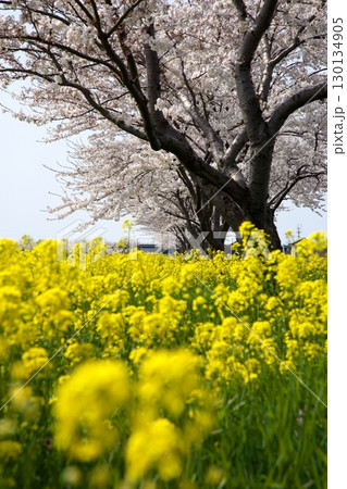 桜と菜の花‗240414097 130134905