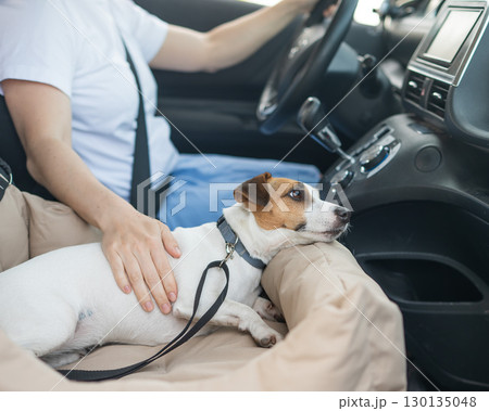 Caucasian woman travels by car with her dog. Jack Russell Terrier in a special car seat.  130135048