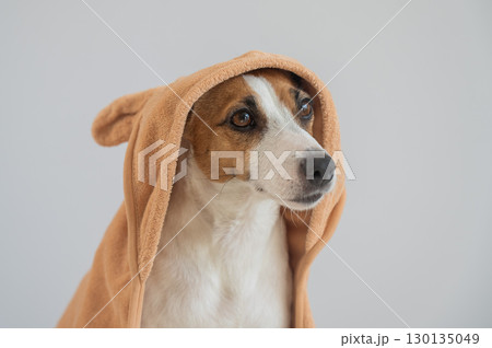Jack Russell Terrier dog wrapped in towel on white background.  130135049